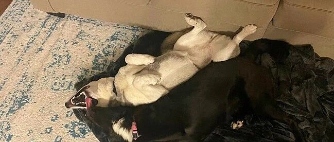 一只陌生哈士奇突然闯进家来，还在地上打滚：来做朋友吧！