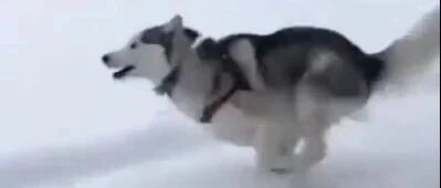 下雪了之后，感觉哈士奇瞬间帅了很多…