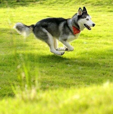 主人遛哈士奇途中，突然飞奔过一只猫，结果悲剧了...