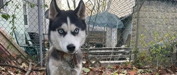 主人搬去了新家，哈士奇却被紧紧拴在旧屋栅栏，连脖子都磨烂了…