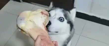 给二哈买XXXXXL号骨头，它试过后抑郁了：你是真的狗！