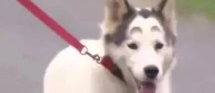 世纪疑难！这两只长相奇特的二哈，它爸到底是谁？求鉴定！