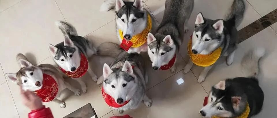 7只哈士奇竟然乖乖排队等刷牙，网友彻底服了：“这是怎么做到的？”