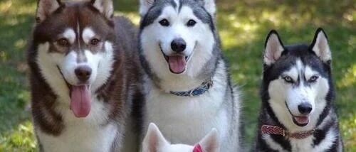 二哈封神合集！让我们来看看二哈是怎么一步步走上神坛的！