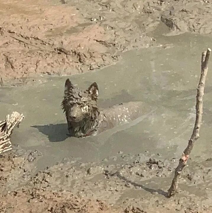 带二哈回家过年，狗子开心坏了，主人却差点被气疯了哈哈哈哈哈...