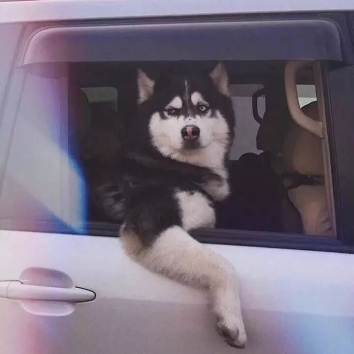 开车带哈士奇出去玩，最怕堵车，因为二哈的表现是这样的！