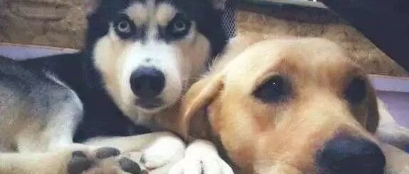 笑哭！哈士奇的基因，怎么会如此强大？