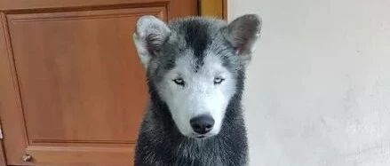 网友高价买了只纯白的哈士奇，然而照片却一点也不白，难道被骗了？