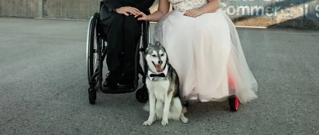 二哈当花童意外走丢，主人叫停婚礼通宵寻找三天…