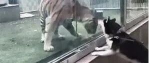 哈士奇：好大的一只猫咪！你咋进去了，老虎：狼兄！你咋出去的？