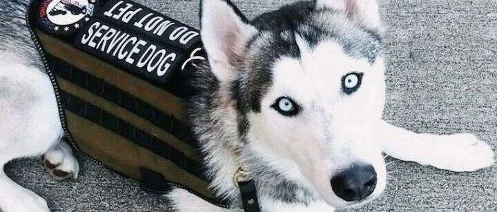 都说哈士奇当不了警犬！但是偏偏就有人要挑战不可能！