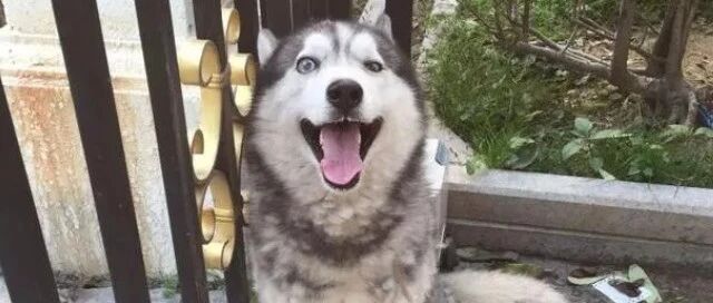 狗狗有多爱你，看这个举动就知道了！