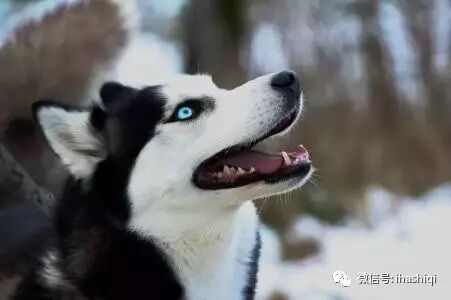 事实证明，哈士奇的蠢都是装出来的！！