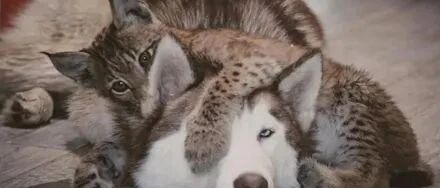 6只哈士奇带大的山猫能沙雕到什么程度？