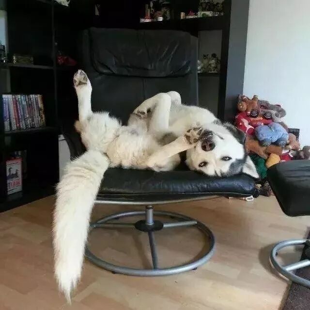 二哈怕冷烤暖气，睡太死屁股差点被烤焦，二哈：哪来的肉那么香！