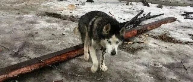 15岁哈士奇被拴在雪地，毛发结冰还得了肿瘤，绝望之际，他们来了…