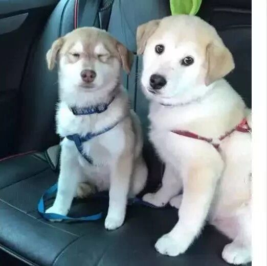 农村田园犬半夜将哈士奇肚子搞大，结果很惊喜！