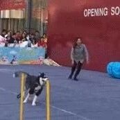 千万别带哈士奇上赛场，否则。。