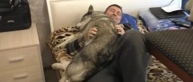 二哈去叫“懒虫”起床，结果却被收买了，狗子表情很魔性啊！