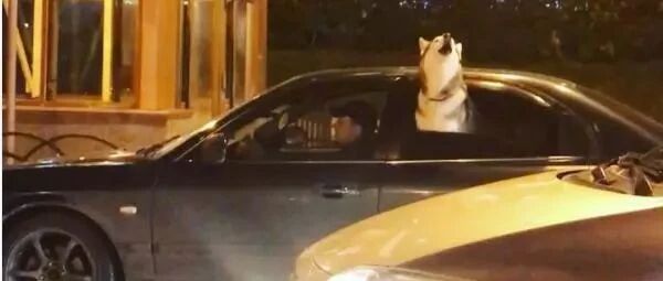 这只哈士奇趁主人等红绿灯时，探出脑袋，接着，突然开始了自己的个人“演唱会”！