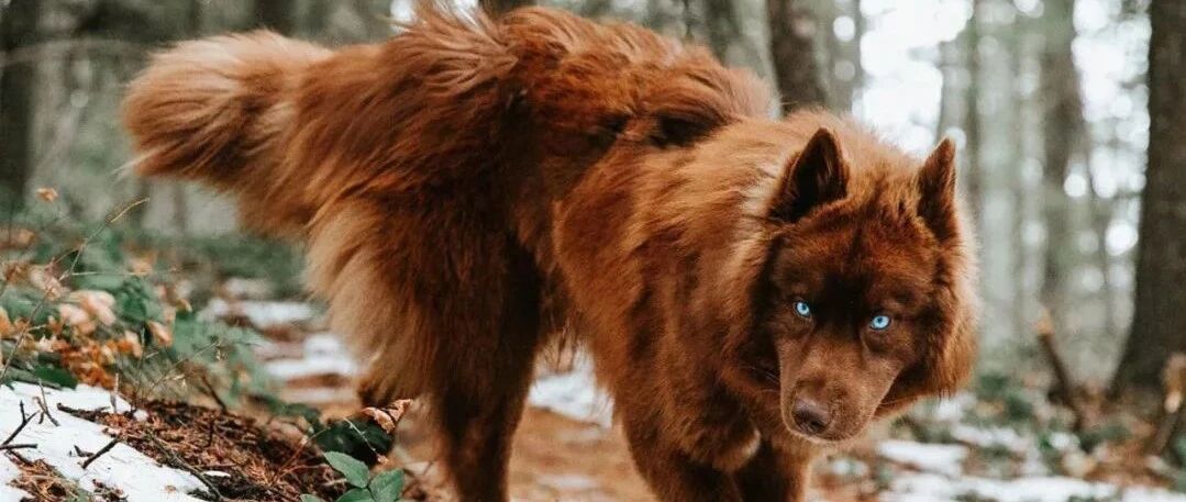 妹子养了一只“特殊”的狗子，路人看到后纷纷问：这是狼吗？