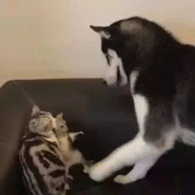 二哈吓唬第一次见面的小猫，喵妈一巴掌就把二哈打晕了！