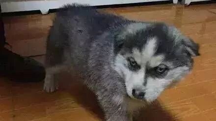 500块包邮的哈士奇，结果笑到劈叉：你在娘胎经历了什么！