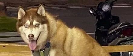 二哈在椅子上等主人买东西，可一看它的坐姿，却忍不住笑喷！