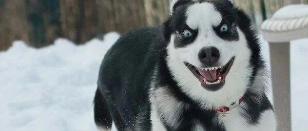 事实证明，二哈确实损到没有朋友！