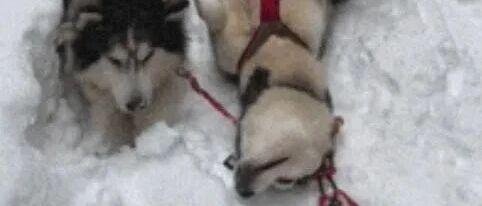 让二哈拉雪橇急到想报警：这狗还能要吗？