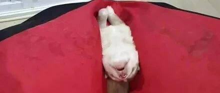 哈士奇生了一窝宝宝，主人回来看到一只姿势不对，走近一看有点崩溃！