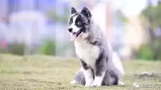 萨摩耶与哈士奇的串串，刚出生时丑哭了，长大后却惊艳众人！