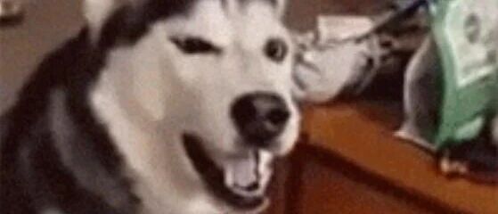 二哈拼命打喷嚏，主人却不厚道的狂笑，好魔性…