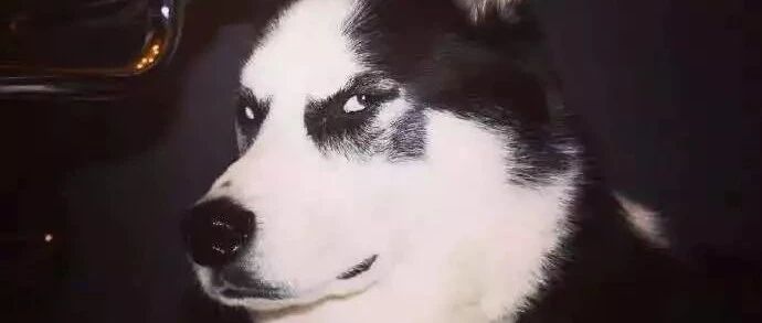 为了收获你的爱，狗狗偷偷进化三万年，除了哈士奇...