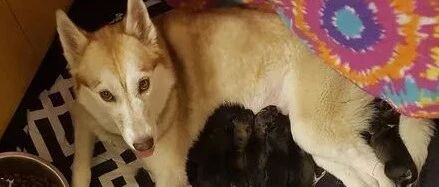 梦幻色的哈士奇怀孕，等狗子生下宝宝后，主人和狗妈妈都懵逼了...