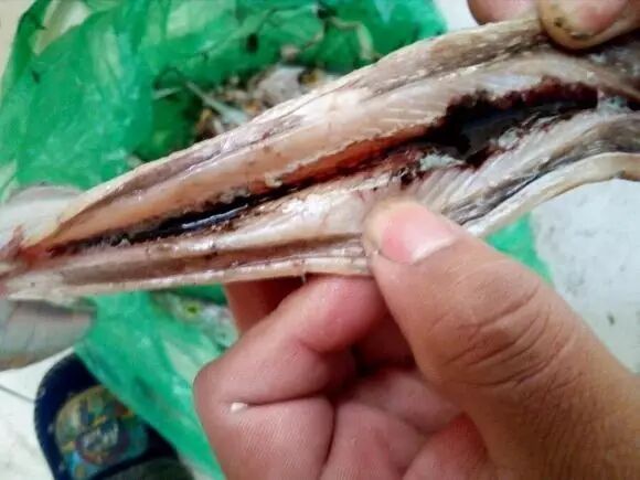 介休市民顺城关菜市场买到的带鱼:那叫一个糟心!-福州水产冷藏销售组