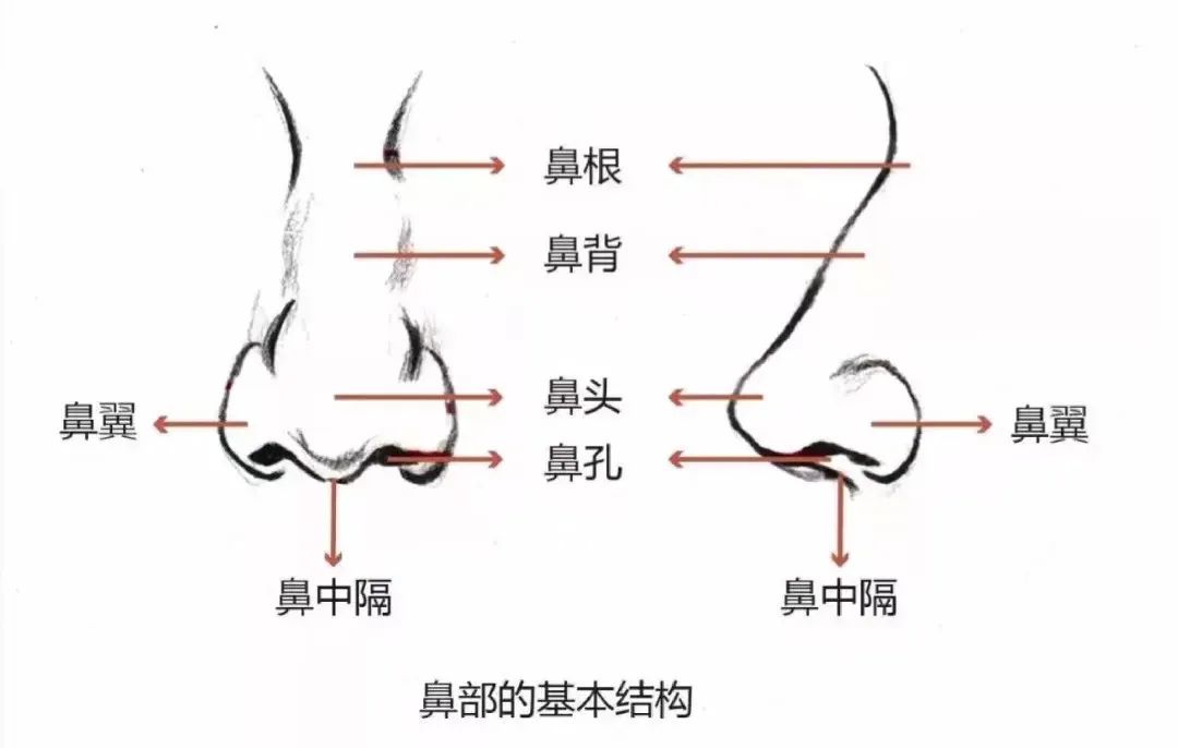 转发学习!眼睛,鼻子,嘴的速写画法