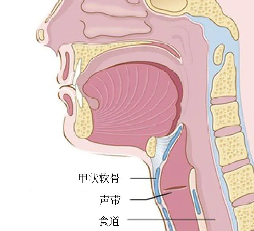 孩子声音嘶哑也会是种病这些情况要注意