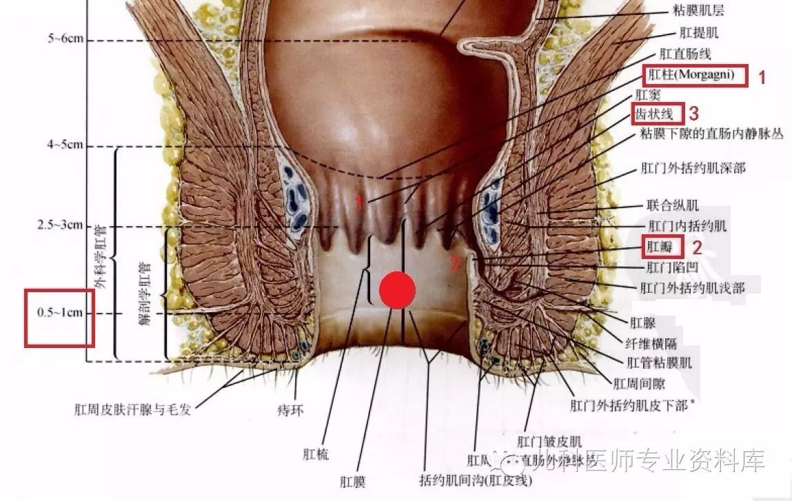 1.什么时候考虑肛裂?