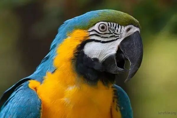 栅格化图层快捷方式_栅格化图层快捷键_栅格化的快捷键