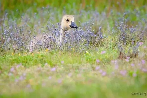 栅格化的快捷键_栅格化图层快捷方式_栅格化图层快捷键