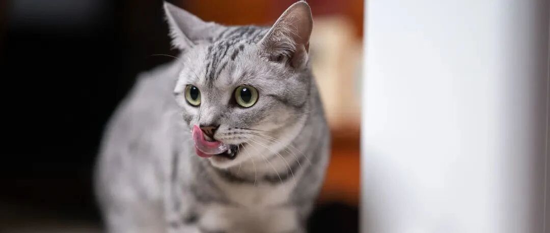 让喂猫更科学 小顽智能宠物喂食器体验