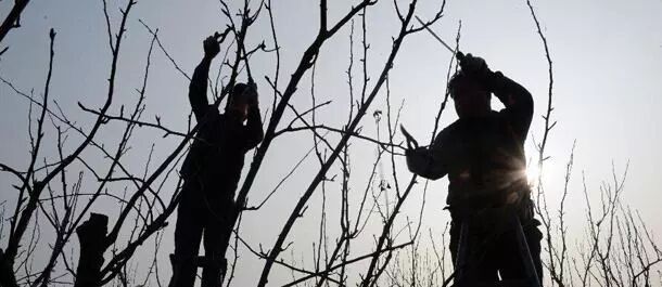 今冬麦盖三层被来年枕着馒头睡是什么意思_来年枕着馒头睡的谚语_农谚来年枕着馒头睡