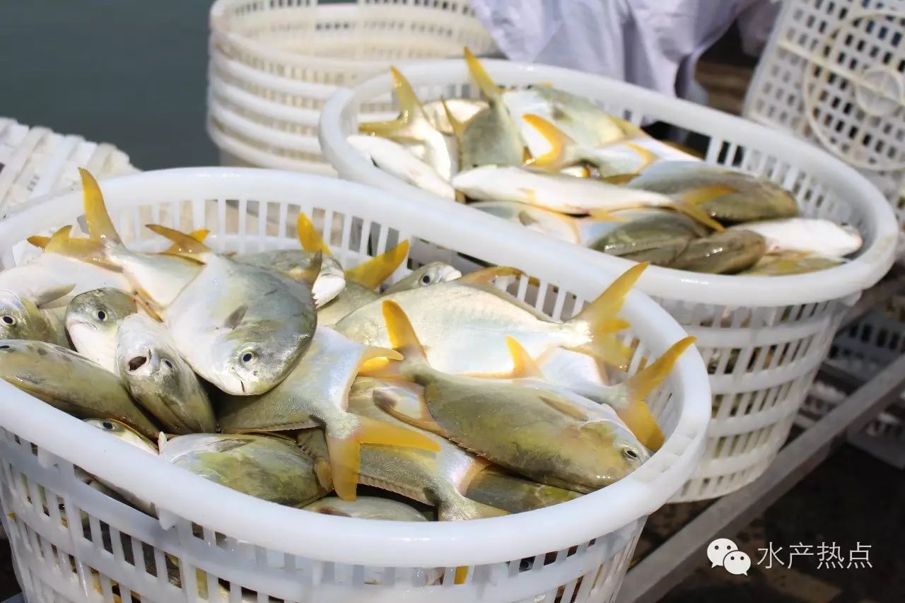 金鲳鱼产业报告:丰收季节,群雄海上话金鲳