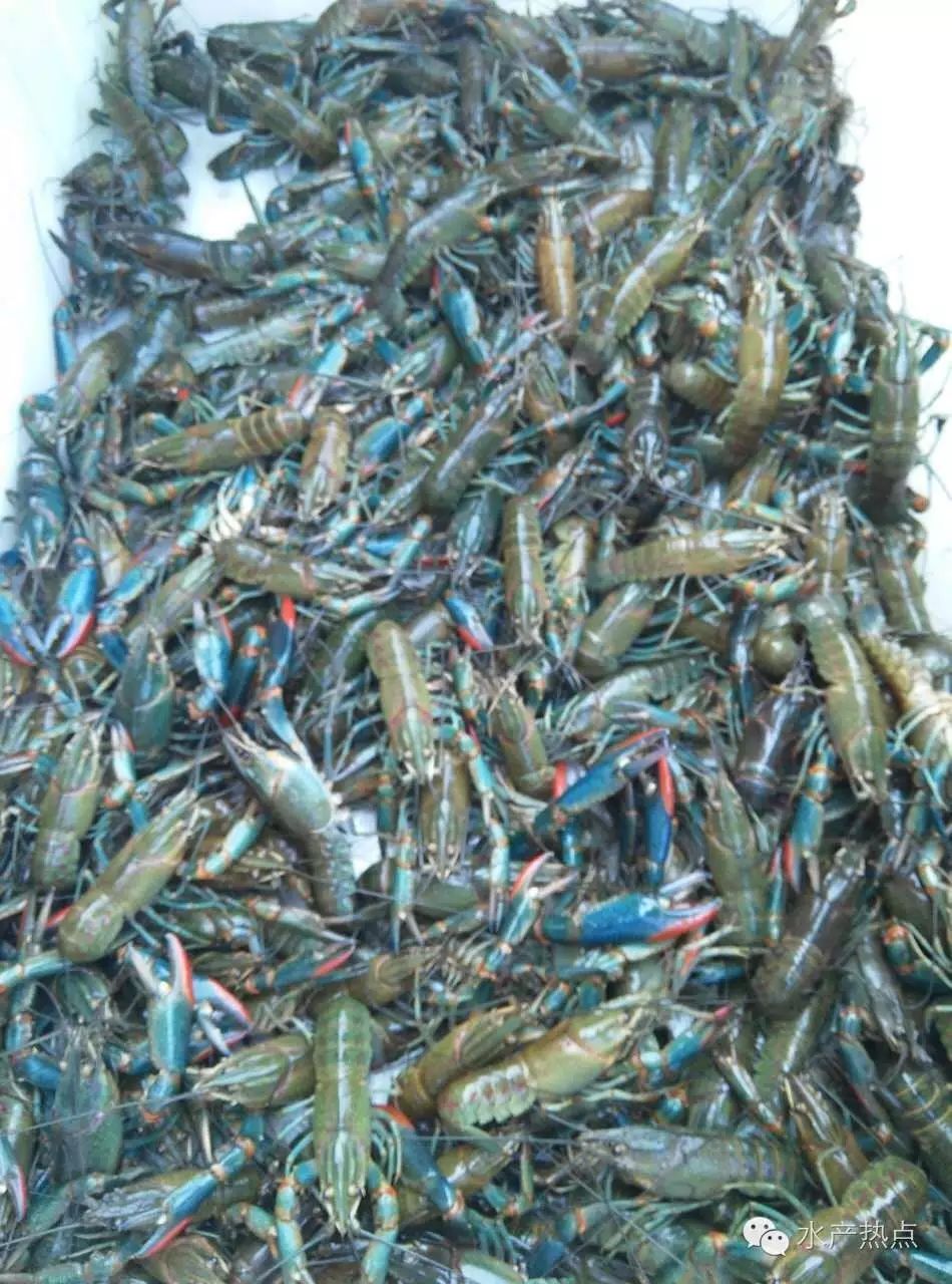 粤西罗非低迷,澳洲淡水龙虾是否能带来新希望