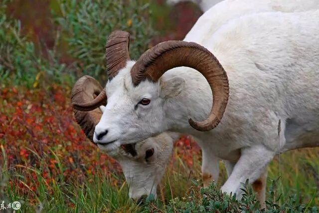 1943年羊生肖运势(1943年属羊的运势)