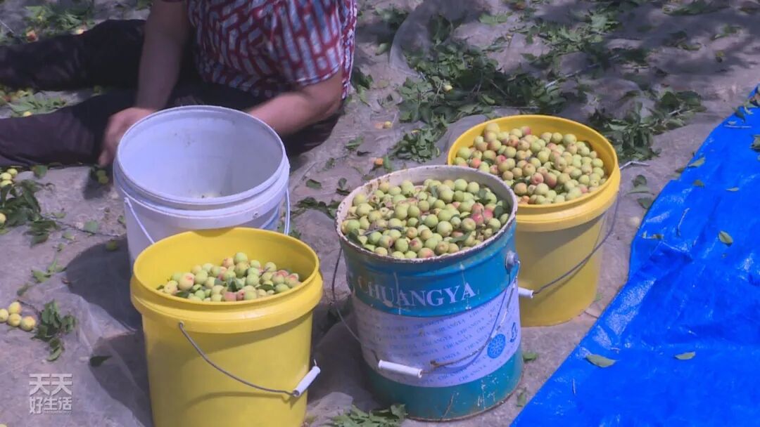 青竹梅怎么腌制_青竹梅是热性还是凉性_青竹梅