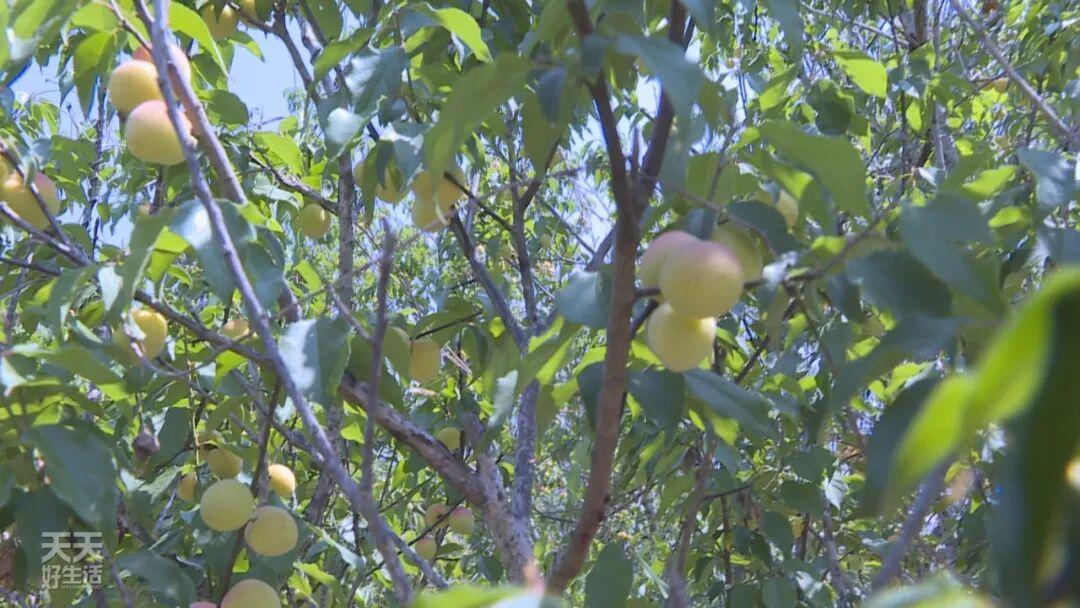 青竹梅_青竹梅怎么腌制_青竹梅是热性还是凉性