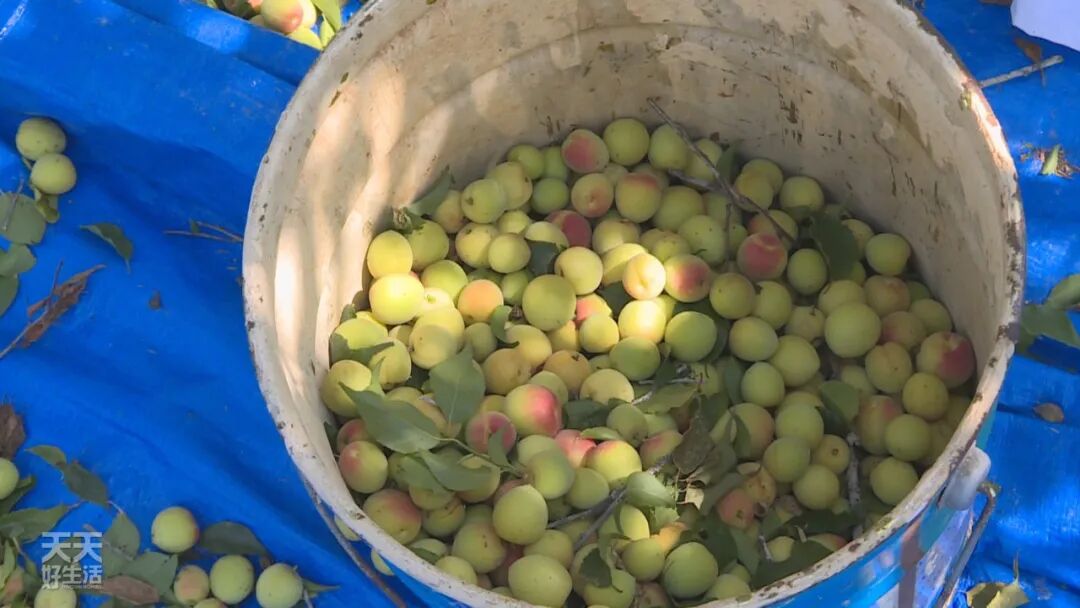 青竹梅怎么腌制_青竹梅_青竹梅是热性还是凉性