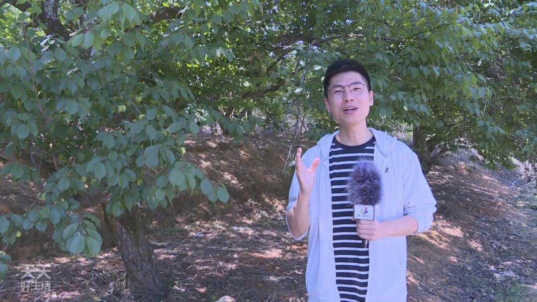 青竹梅_青竹梅怎么腌制_青竹梅是热性还是凉性